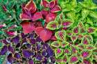 USA, Washington State, Sammamish. Coleus in planters in garden Art Print